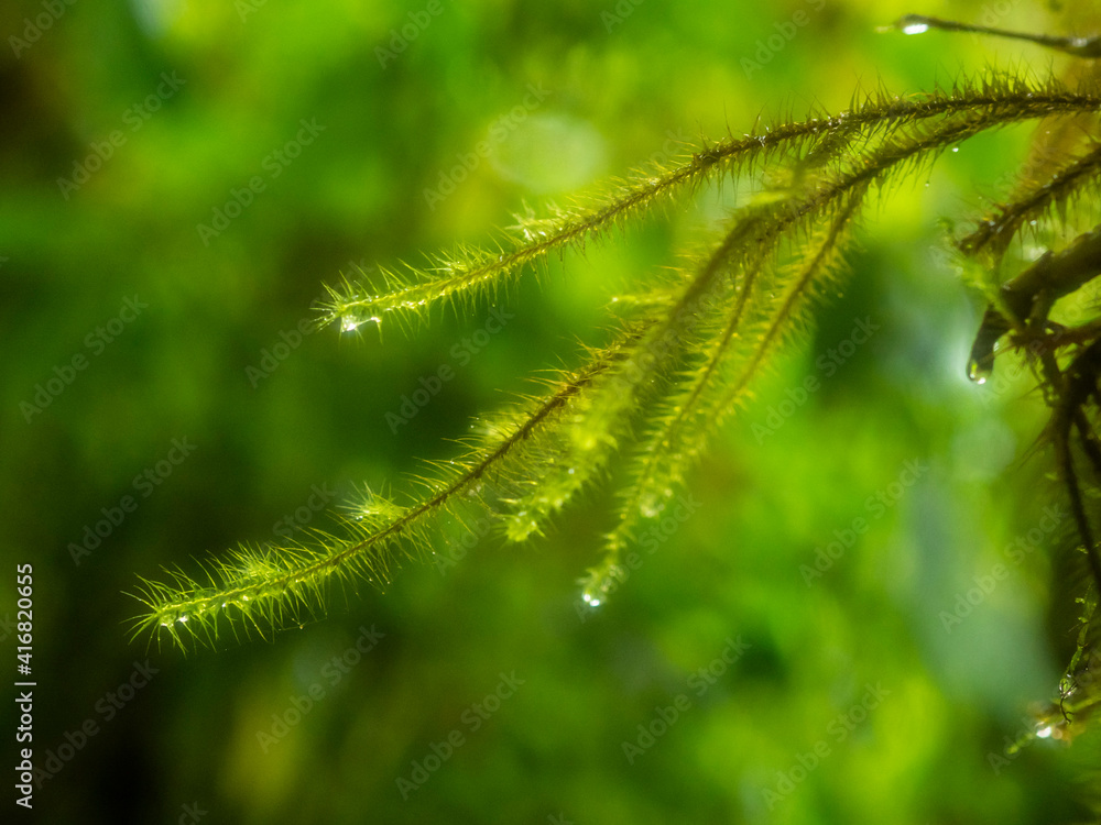 Fiji, Taveuni Island. Close-up of a small fern with water drops. Fiji, Taveuni Island. Close-up of a small fern with water drops.