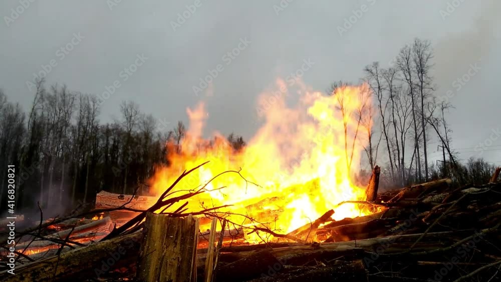 Fire in the Forest. Burning Dry Grass, Trees. Air pollution caused by wildfires. Natural disaster. Flames and smoke clouds at epicenter of fire. Charred tree trunks. Wild fire. Fire in the Forest. Burning Dry Grass, Trees. Air pollution caused by wildfires. Natural disaster. Flames and smoke clouds at epicenter of fire. Charred tree trunks. Wild fire.