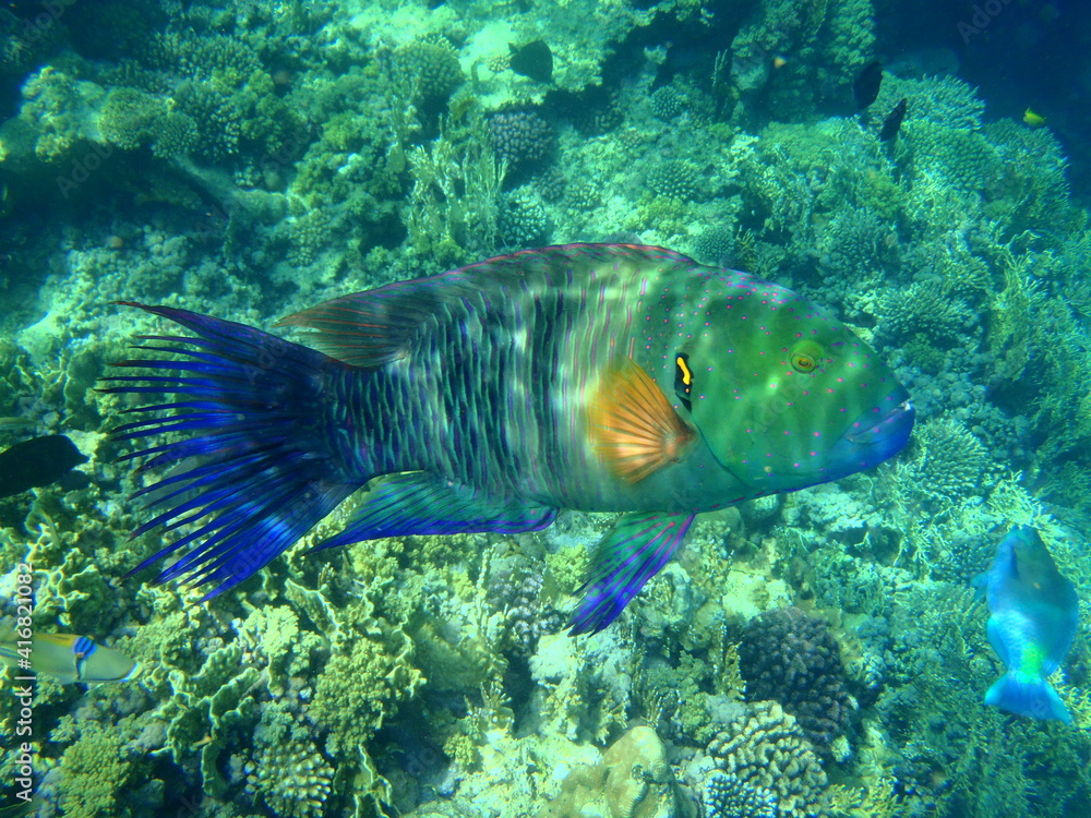Besenschwanz Lippfisch, Lippfisch, fische rotes meer,
diving Ägypten, Ägypten Besenschwanz Lippfisch, Lippfisch, fische rotes meer,
diving Ägypten, Ägypten