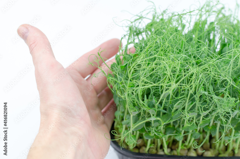 A male hand touches pea microgreen seedlings. Young sprouts of peas, healthy food concept
