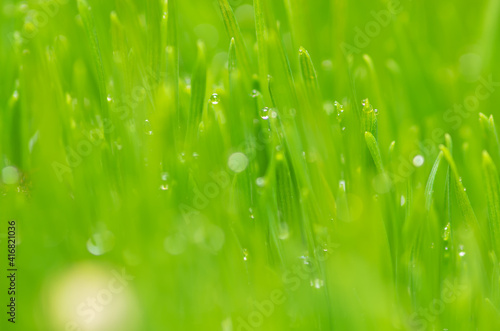 Fresh and juicy spring grass with drops of dew.