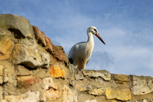 white stork on the castle walls  Ciconia  Stone wall  Blue sky  Sunny day
