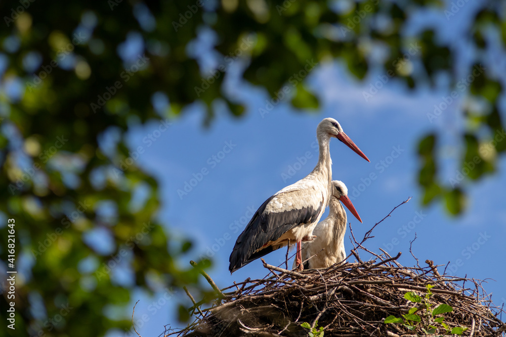 Fotografie White storks in the nest, spring
