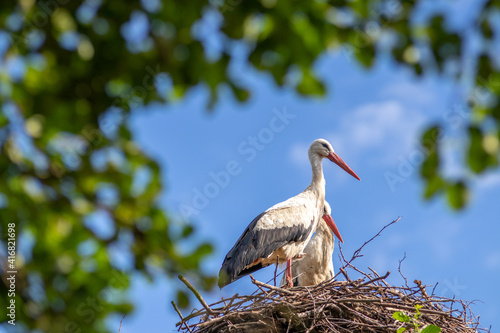 White storks in the nest, spring. Green tree. Blue sky beautiful weather. Ciconia ciconia.
