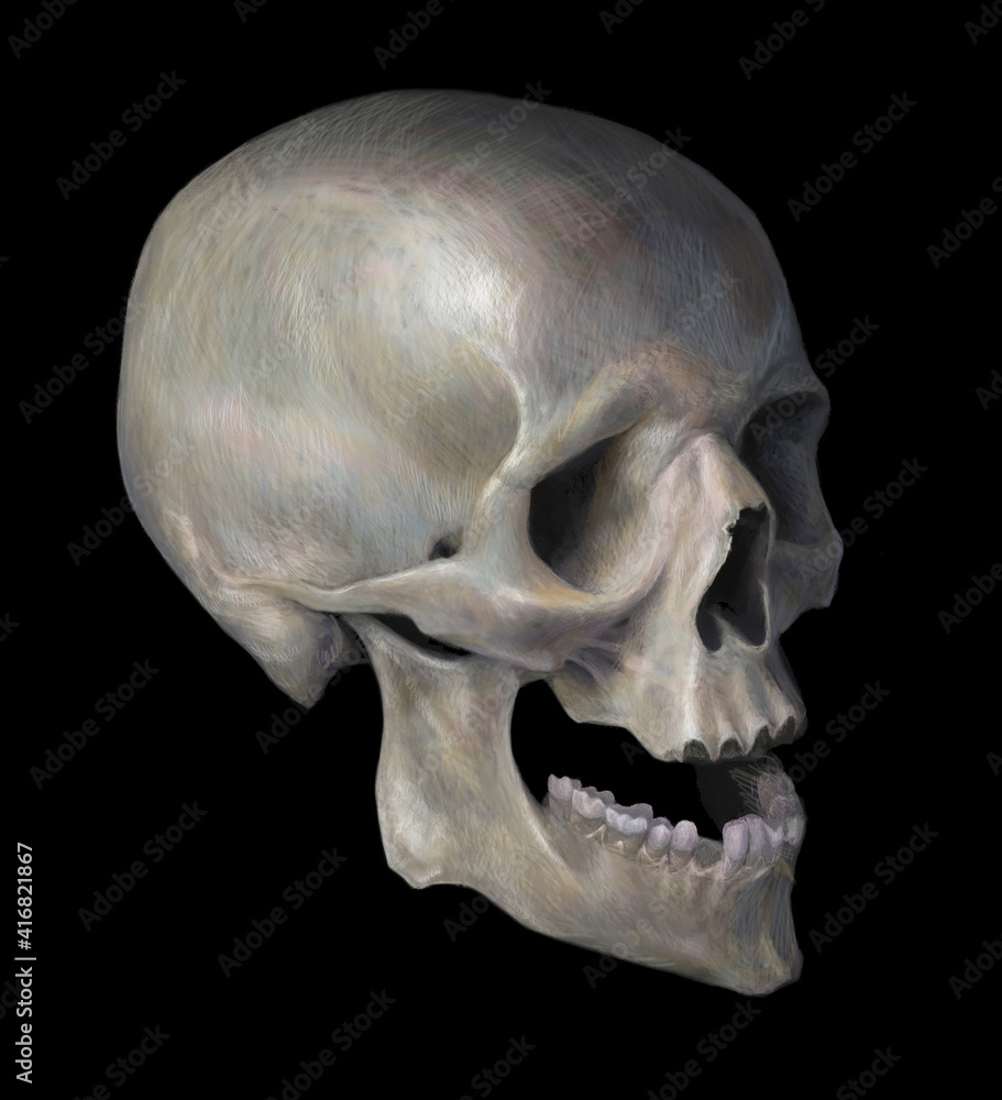 Realistic drawing of a human skull. Isolated on black background. Color illustration. Realistic drawing of a human skull. Isolated on black background. Color illustration.
