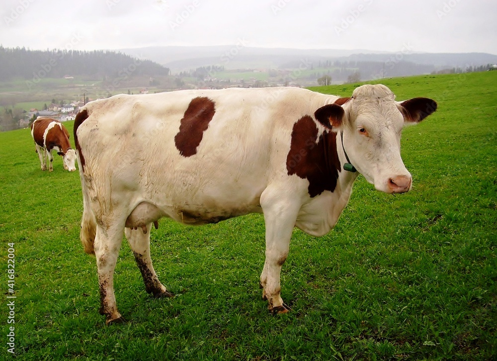 Vache Montbéliarde au pâturage. Vue de profil