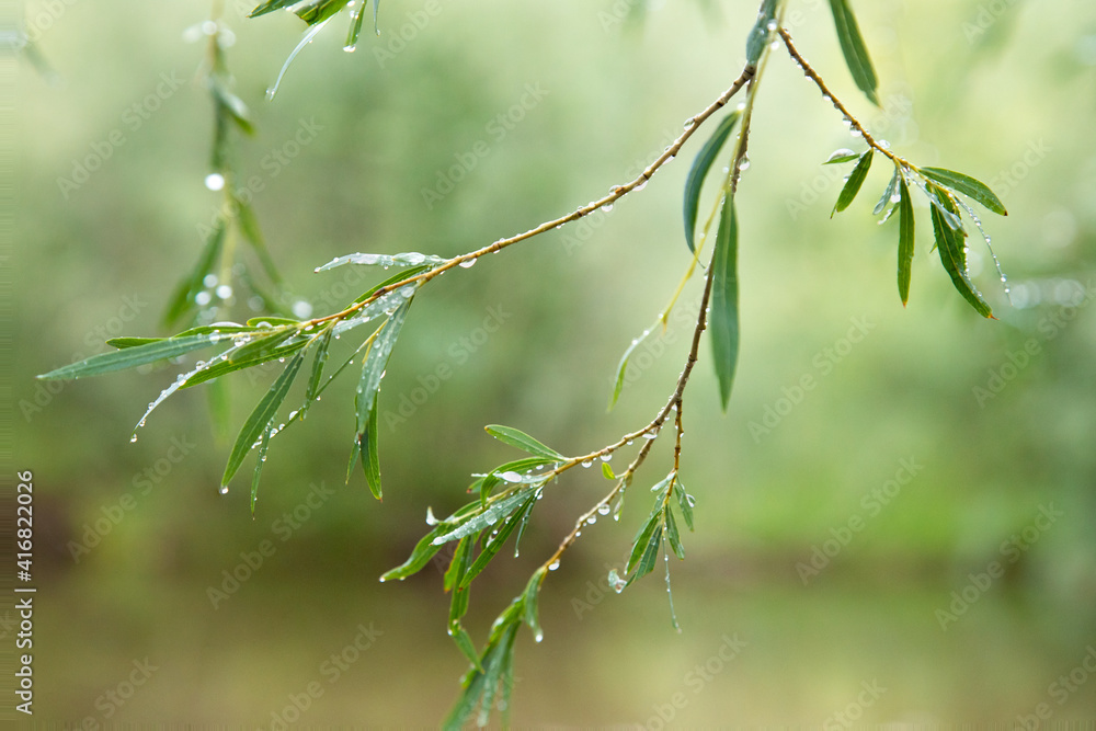 Fototapeta premium Willow branch with raindrops on blurred nature background