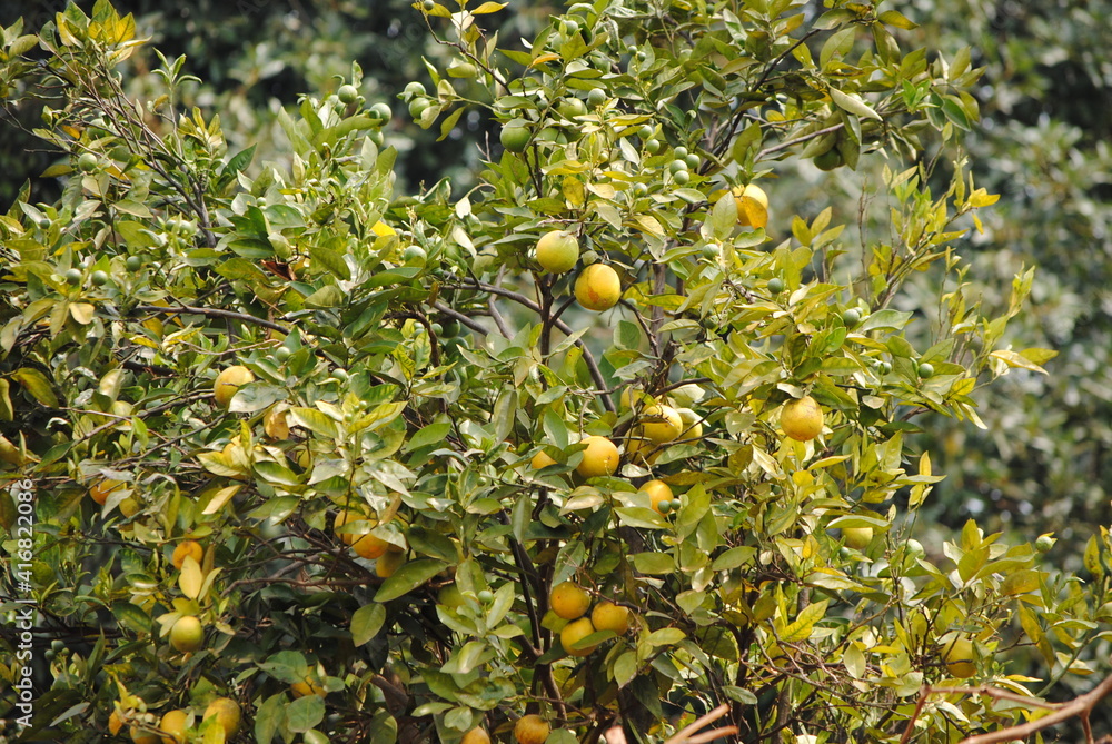 Citrus ×limon, citronnier sauvage dans la nature au Burundi en Afrique