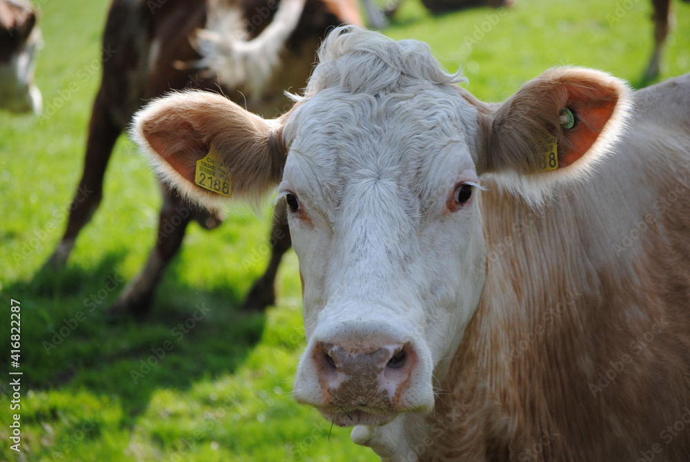 Vache laitière dans un pâturage au printemps Vache laitière dans un pâturage au printemps