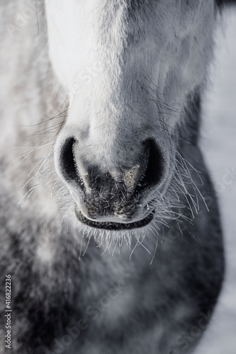 Obraz na płótnie Fluffy dappled grey andalusian horse in winter with frozen nostrils and wiskers, close up portrait. w salonie