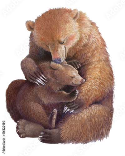 Fototapeta Mother bear hugs the bear cub