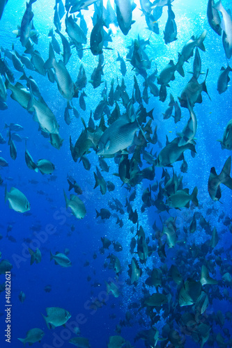 Schooling Highfin Rudderfish (Kyphosus cinerascens ), Palau, Micronesia, Rock Islands, World Heritage Site, Western Pacific