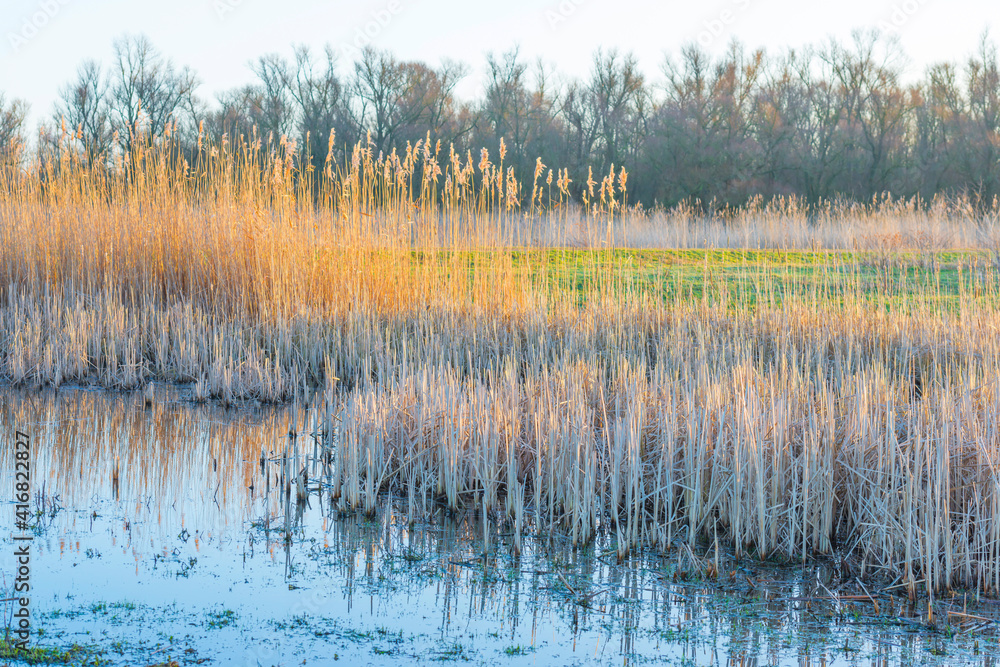 Reed along the edge of a lake in wetland in sunlight at sunrise in winter, Almere, Flevoland, The Netherlands, February 26, 2021 Reed along the edge of a lake in wetland in sunlight at sunrise in winter, Almere, Flevoland, The Netherlands, February 26, 2021