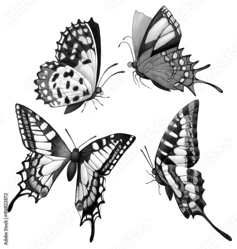 Set with butterflies. Monochrome selection isolated on white background photo