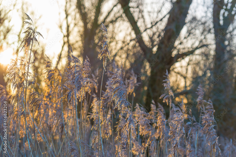 Obraz premium Field with trees, reed and bushes in wetland in sunlight at sunrise in winter, Almere, Flevoland, The Netherlands, February 26, 2021