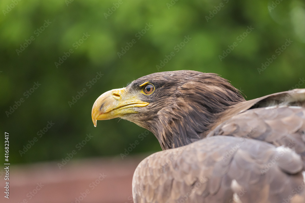 Obraz premium Portrait of an eagle's head. The view of the head is from the side. The eagle's eye is visible. The background is green.
