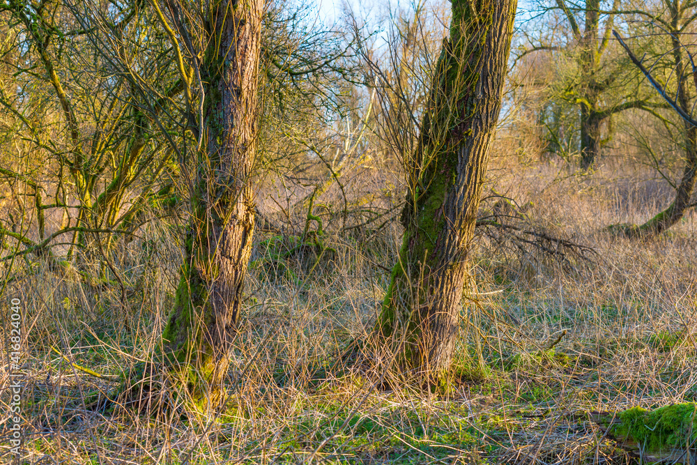 Field with trees, reed and bushes in wetland in sunlight at sunrise in winter, Almere, Flevoland, The Netherlands, February 26, 2021 Field with trees, reed and bushes in wetland in sunlight at sunrise in winter, Almere, Flevoland, The Netherlands, February 26, 2021