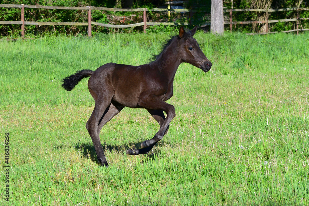A cute young black warmblood filly galloping happily in a green meadow.