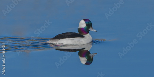  bufflehead drake (Bucephala albeola) swimming in blue water with reflection, green and purple iridescence on head, feather detail photo