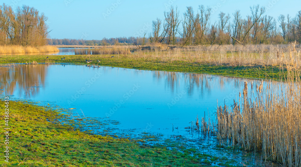 Reed along the edge of a lake in wetland in sunlight at sunrise in winter, Almere, Flevoland, The Netherlands, February 26, 2021