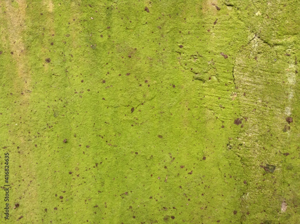 Green Lichen in Edinburgh Scotland Green Lichen in Edinburgh Scotland