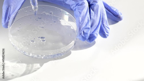 In laboratory hyaluronic acid dropping from cosmetic pipette in glass medical petri dish, liquid essential, collagen serum. Skin care with hydrating serum concept, slow motion
