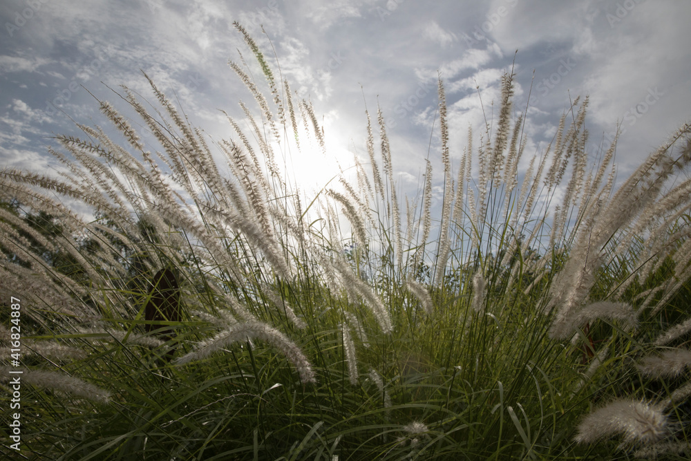 Fototapeta premium The meadow at sunset. Closeup view of Pennisetum orientale ornamental grass, also known as Fountaingrass, growing in the field. Its beautiful green foliage texture and pattern. 