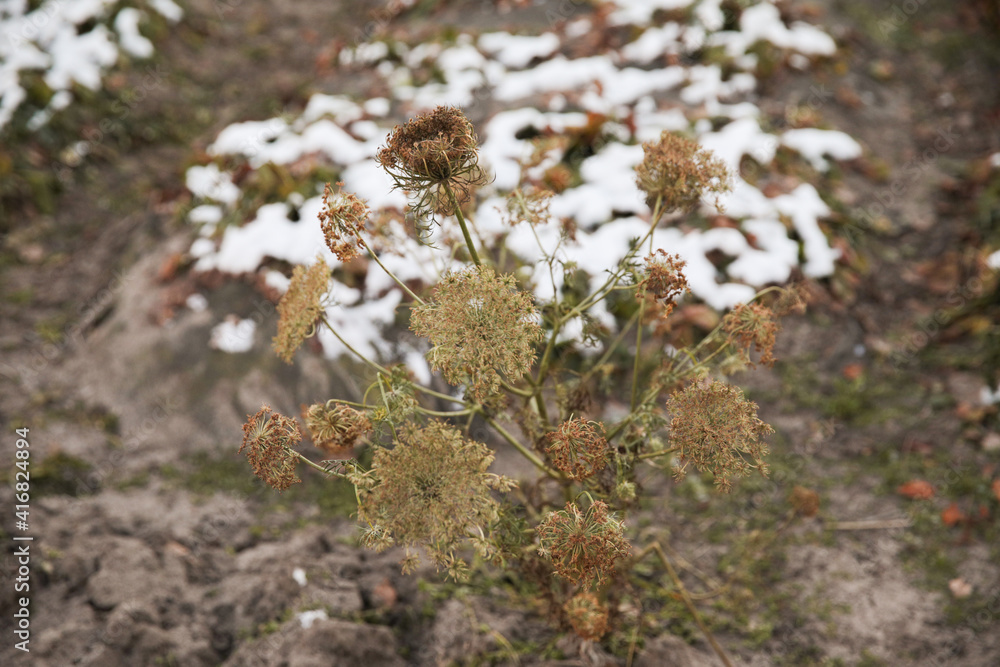Dried dill in winter. The village garden, the dacha are covered with a small amount of snow. Dried dill in winter. The village garden, the dacha are covered with a small amount of snow.