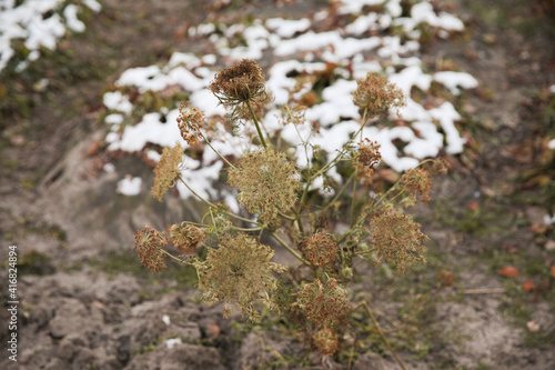 Dried dill in winter. The village garden, the dacha are covered with a small amount of snow. © Studiomiracle