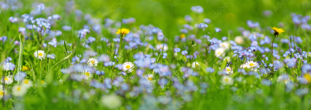 Meadow with lots of colorful spring flowers - obrazy, fototapety, plakaty 