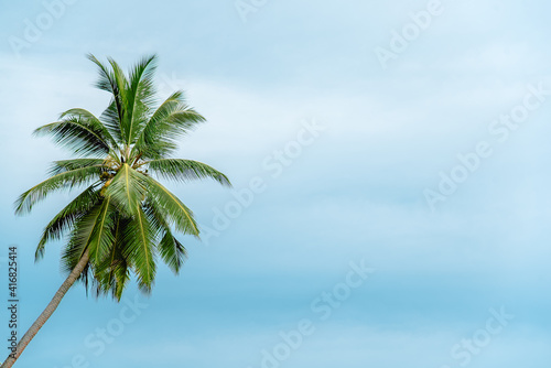 Green palm tree against blue sky. Copy space