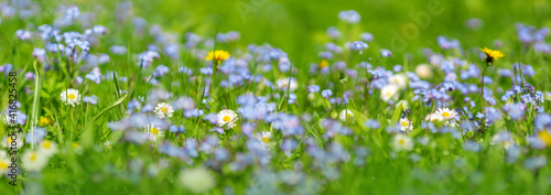 Meadow with lots of colorful spring flowers