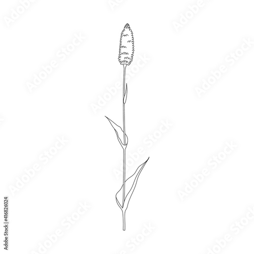 Vector line hand drawn illustration with Bistorta officinalis. Minimalist Flower and herb. Wildflower for logo design, tattoo, postcard
