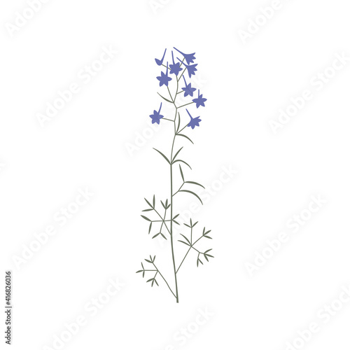 Vector color hand drawn illustration with Consolida regalis. Minimalist Flower and herb. Wildflower for logo design, tattoo, postcard