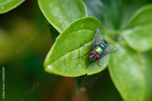 Common green bottle fly Lucilia sericata on a green leaf