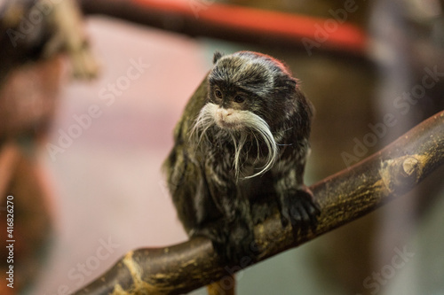 Imperial Tamarin, portrait of a little monkey