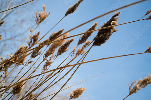 tall grass against the sky