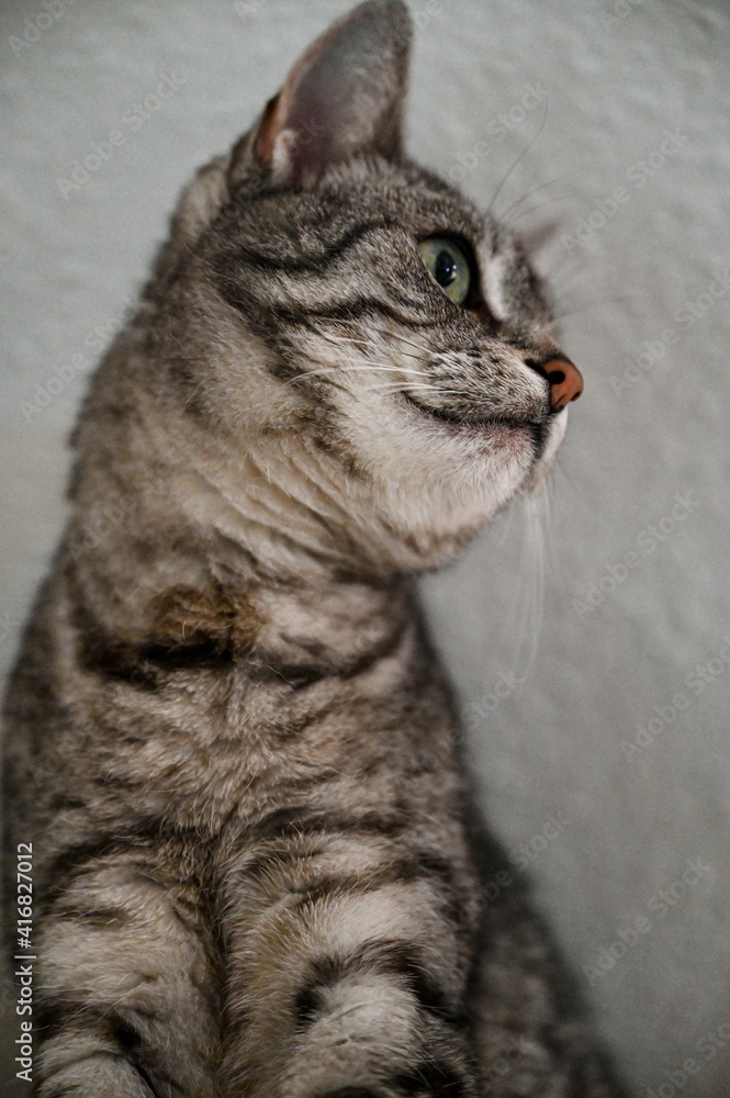 Portrait of a European shorthair cat