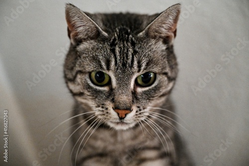 Fototapeta Naklejka Na Ścianę i Meble -  Portrait of a European shorthair cat
