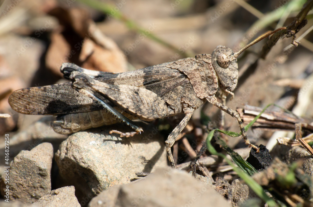brown grasshopper very well camouflaged in the soil brown grasshopper very well camouflaged in the soil