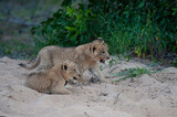 Lion Cubs seen on a safari in South Africa