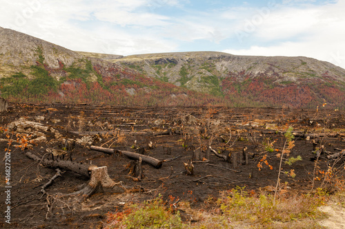 Cutting and burning of coniferous forest for clearing the territory in the mountain range Khibini Mountains