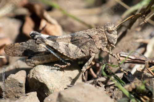 brown grasshopper very well camouflaged in the soil