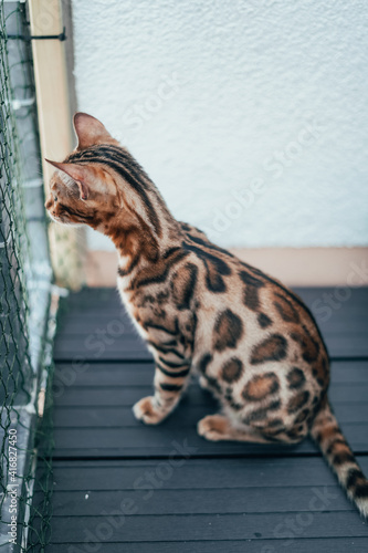 cat on the roof