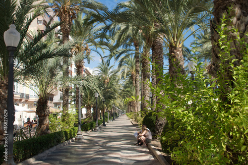 road among palm trees, avenue, promenade in Spain