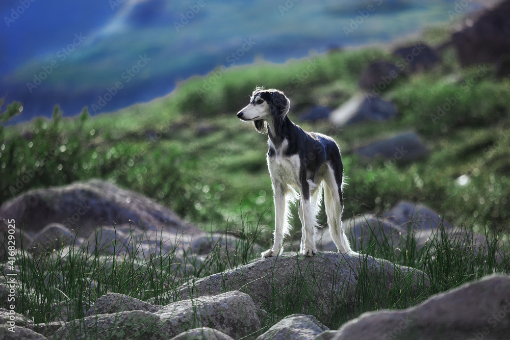 Fototapeta premium dog in the mountains