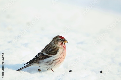 Сommon Redpoll stands in profile on blue snow on sunny winter day. The sun glare is reflected in the brown eye of the bird. Small northern bird with pink feathers on the head and chest outdoors. © svet_sin