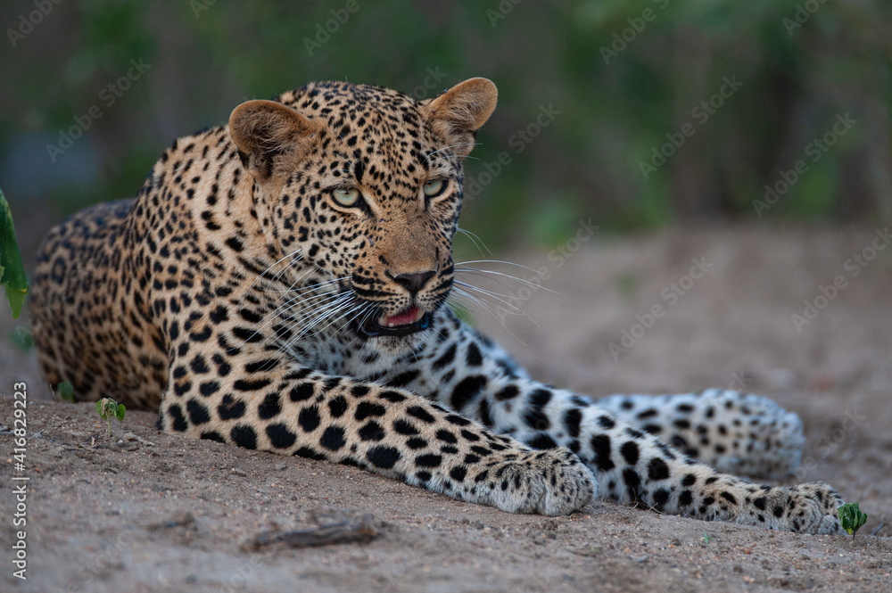 A female leopard seen on a safari in South Africa A female leopard seen on a safari in South Africa