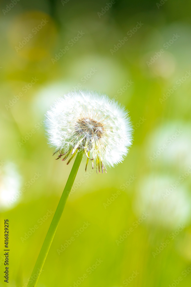 Dandelion seeds blowing away with the wind in a natural blooming meadow Dandelion seeds blowing away with the wind in a natural blooming meadow