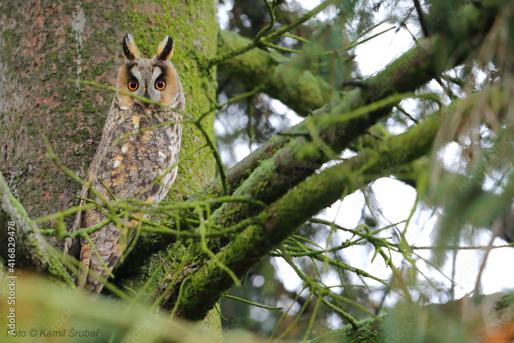 Long-eared owl (Asio otus) Czech republic Long-eared owl (Asio otus) Czech republic